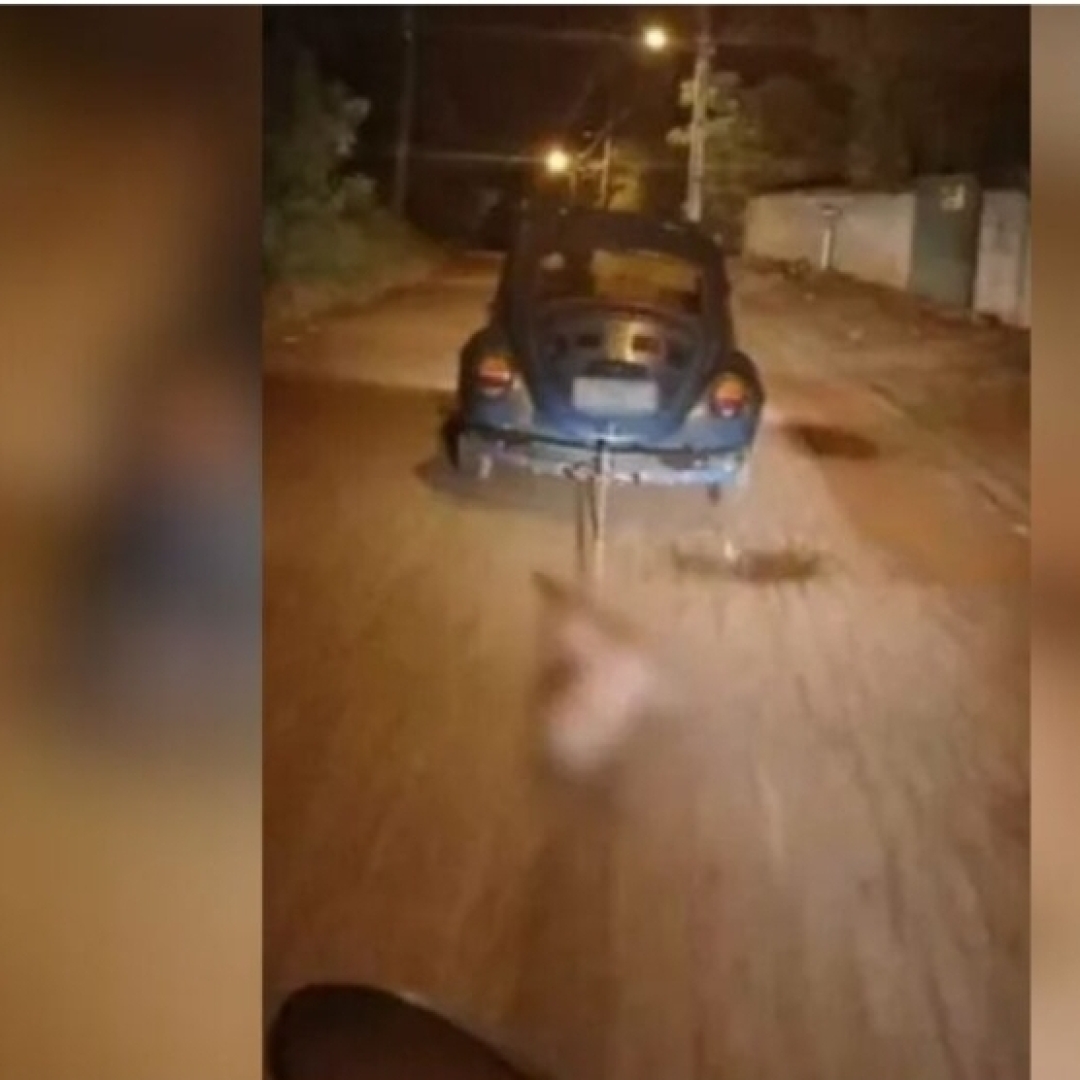 MPPR DENUNCIA POR MAUS-TRATOS HOMEM QUE MATOU E ARRASTOU PITBULL AMARRADO EM CARRO EM JAGUARIAÍVA 