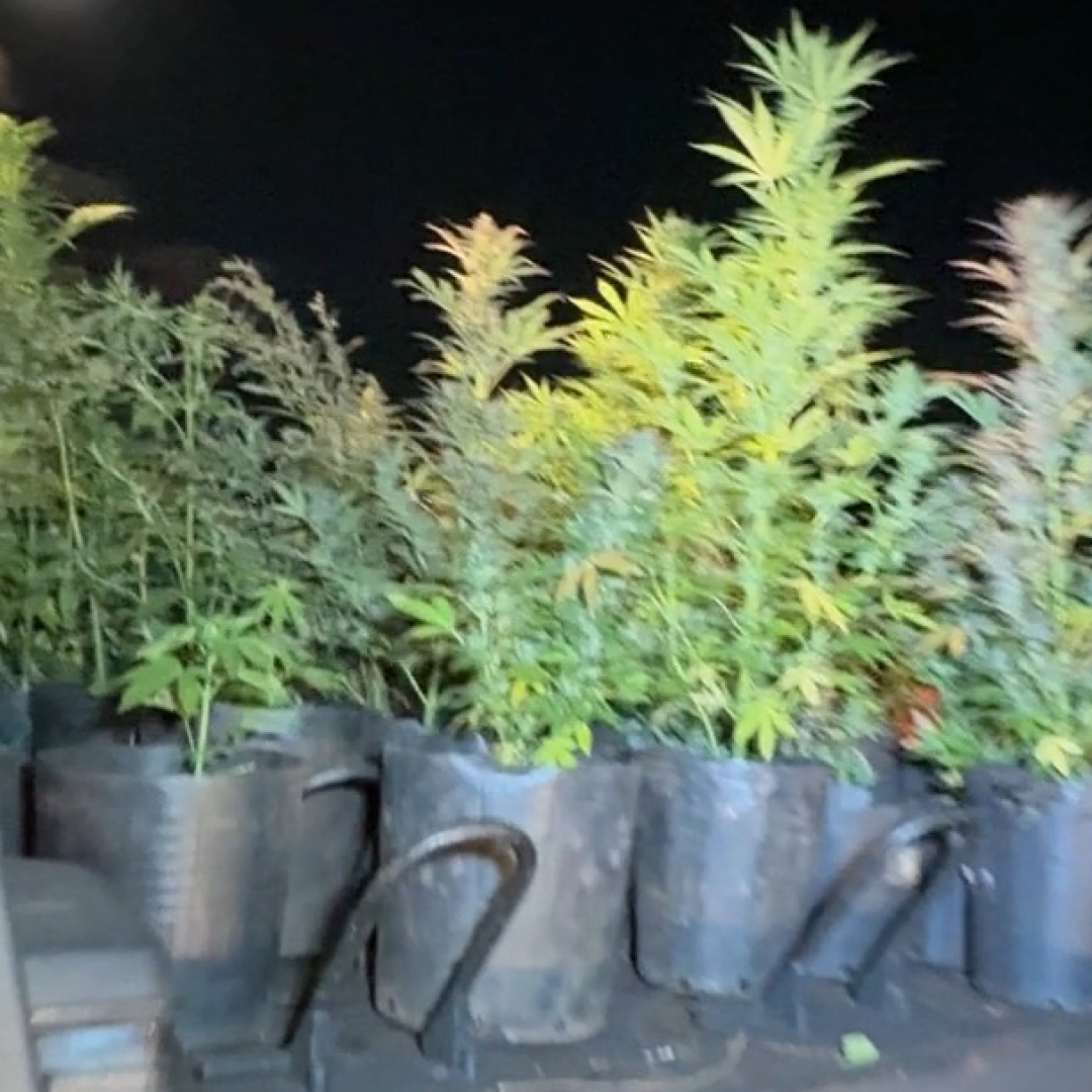 CORPO EM ESTADO AVANÇADO DE DECOMPOSIÇÃO É ACHADO EM CÓRREGO DE LONDRINA; VÍTIMA PODE SER HOMEM DESAPARECIDO