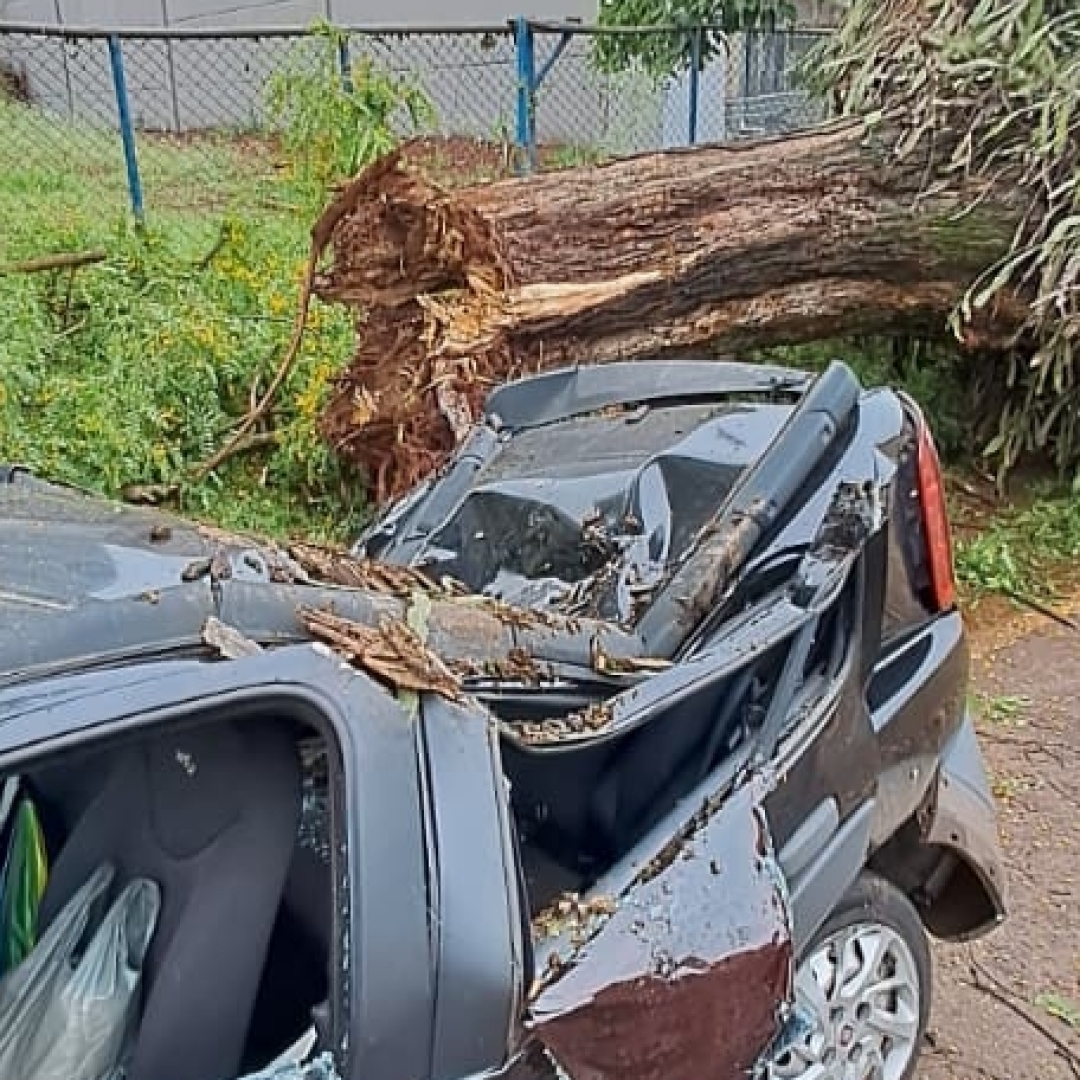 ÁRVORE DE GRANDE PORTE CAI SOBRE CARRO APÓS CHUVA INTENSA E CAUSA TRANSTORNOS NO CENTRO DE LONDRINA