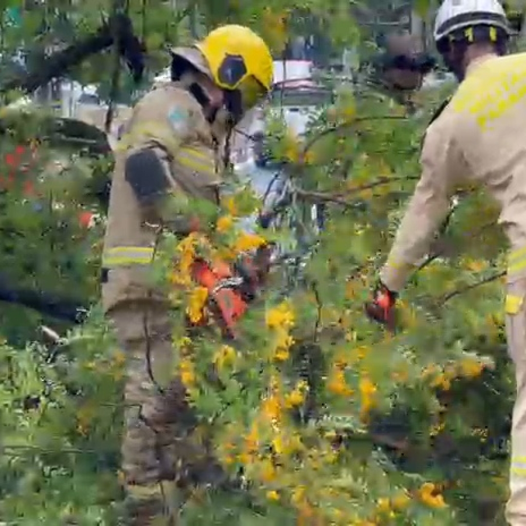 ÁRVORE DE GRANDE PORTE CAI SOBRE CARRO APÓS CHUVA INTENSA E CAUSA TRANSTORNOS NO CENTRO DE LONDRINA