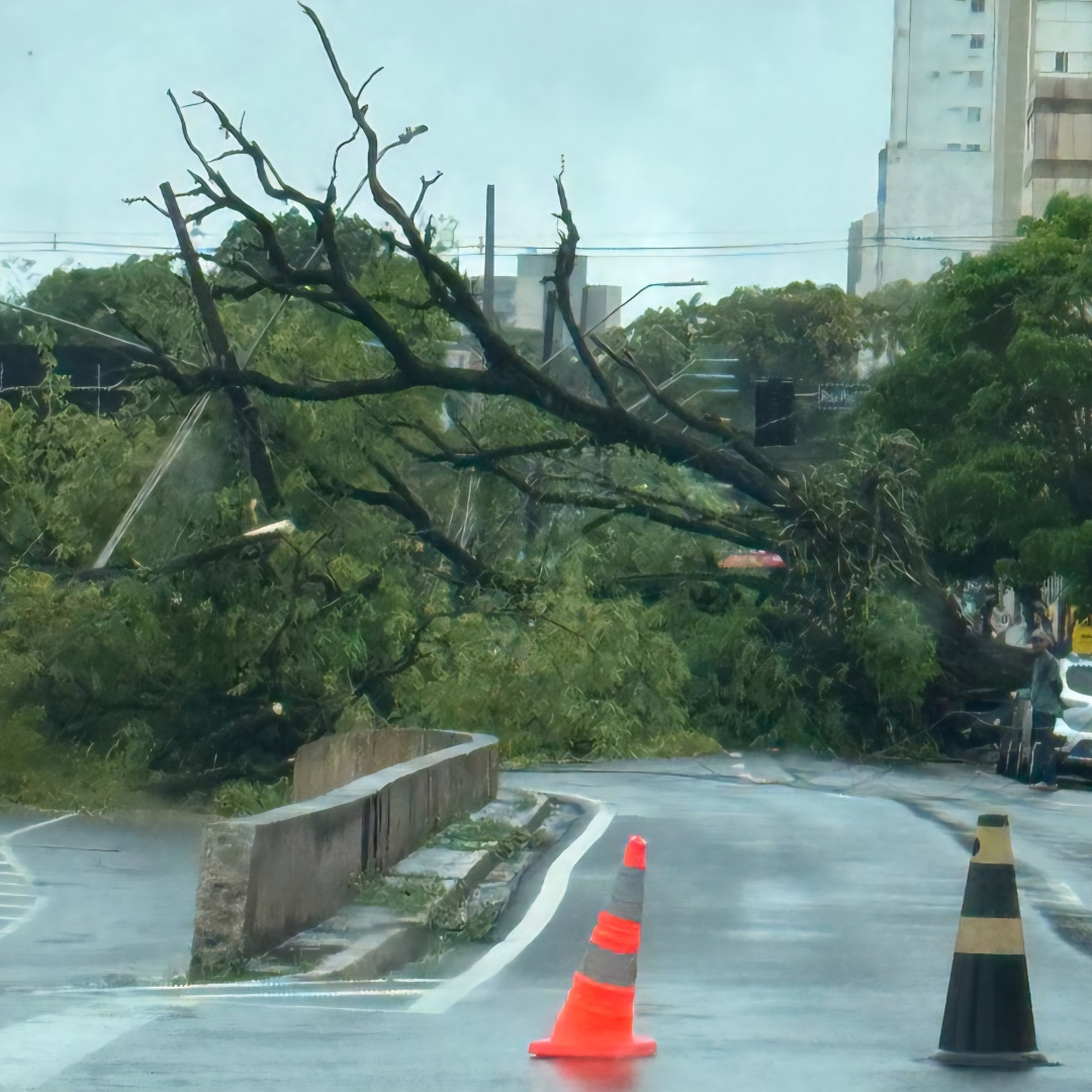 ÁRVORE DE GRANDE PORTE CAI SOBRE CARRO APÓS CHUVA INTENSA E CAUSA TRANSTORNOS NO CENTRO DE LONDRINA