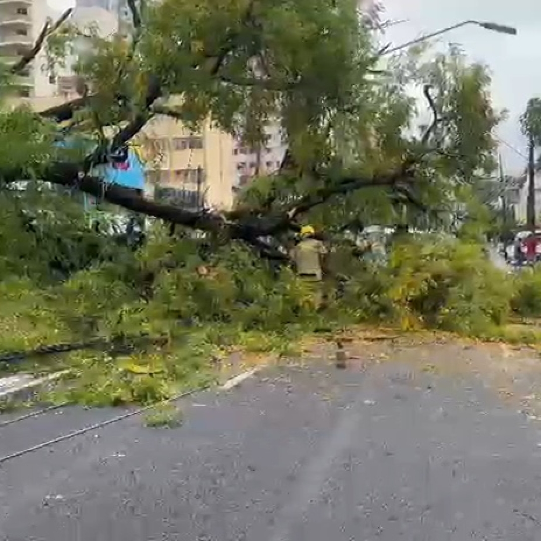 ÁRVORE DE GRANDE PORTE CAI SOBRE CARRO APÓS CHUVA INTENSA E CAUSA TRANSTORNOS NO CENTRO DE LONDRINA