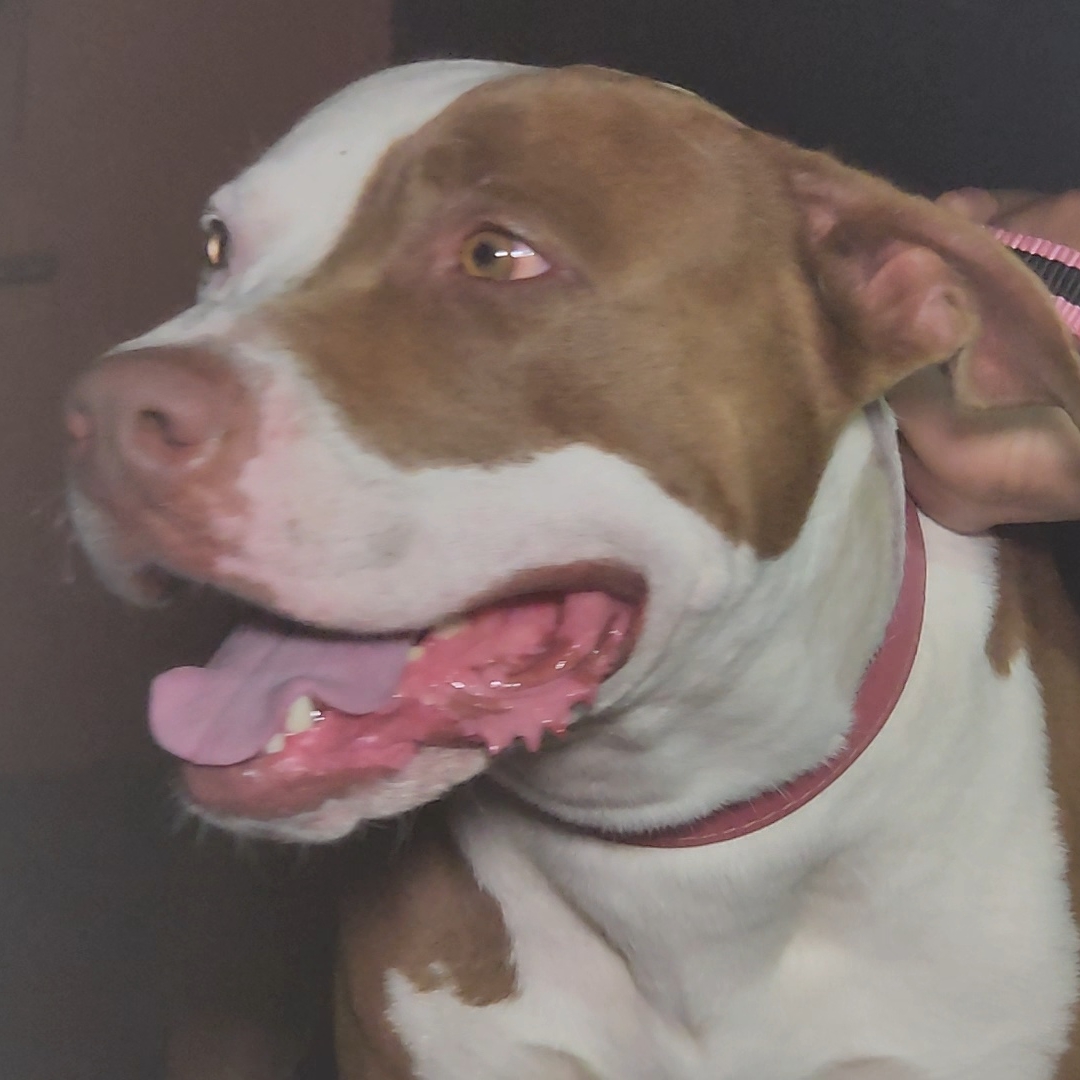 JOVEM É ATACADO POR PITBULL E FICA FERIDO NA ZONA LESTE DE LONDRINA