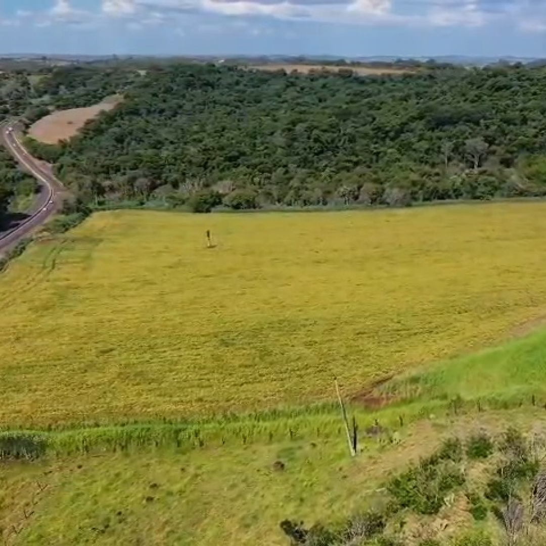 CORPO DE HOMEM DESAPARECIDO É ENCONTRADO EM ÁREA DE MATA EM IBIPORÃ